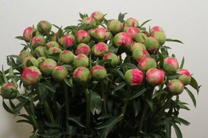 PIVOINE CORAL CHARM 60